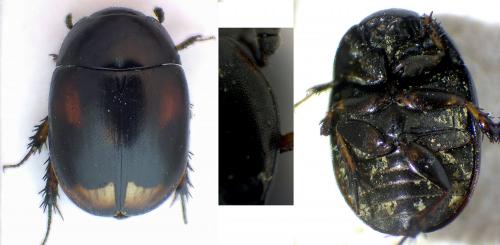 Réf. 288 553 : Sphaeridium scarabaeoides